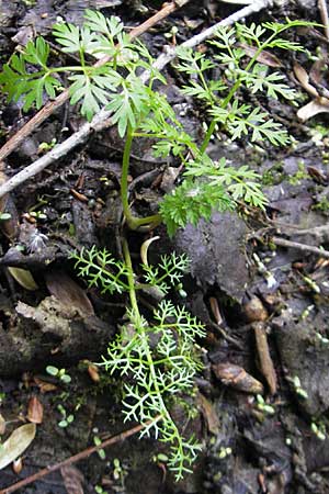 Oenanthe aquatica \ Groer Wasserfenchel, Pferdesaat / Fine-Leaved Water Dropwort, D Hemsbach 13.5.2009