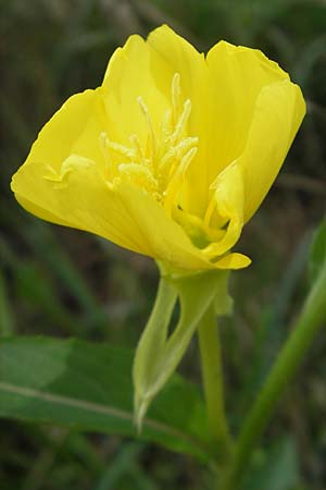 Oenothera suaveolens ? \ Wohlriechende Nachtkerze / Smelling Evening Primrose, D Sandhausen 23.6.2011