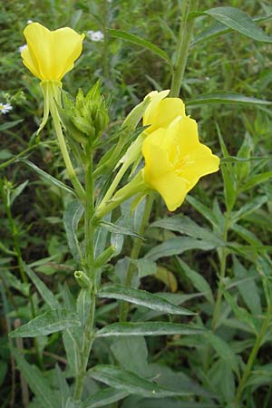 Oenothera suaveolens ? \ Wohlriechende Nachtkerze / Smelling Evening Primrose, D Sandhausen 23.6.2011