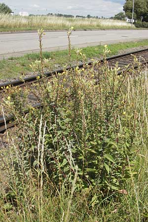 Oenothera ersteinensis \ Ersteiner Nachtkerze, D Kehl 9.7.2011