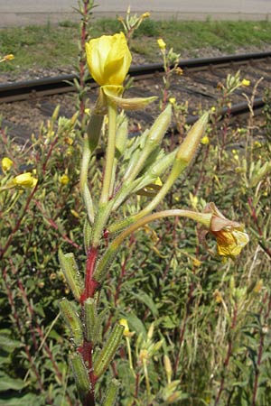 Oenothera ersteinensis \ Ersteiner Nachtkerze, D Kehl 9.7.2011