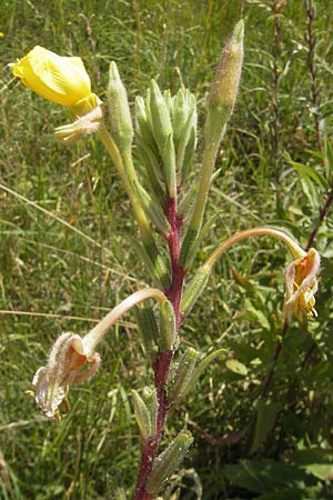 Oenothera ersteinensis / Erstein Evening Primrose, D Kehl 9.7.2011