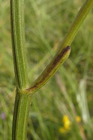 Selinum carvifolia \ Kmmelblttrige Silge, D Pfalz, Bellheim 23.7.2011