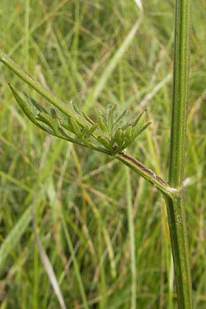 Selinum carvifolia \ Kmmelblttrige Silge, D Pfalz, Bellheim 23.7.2011