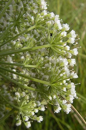 Selinum carvifolia \ Kmmelblttrige Silge, D Pfalz, Bellheim 23.7.2011