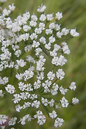 Selinum carvifolia \ Kmmelblttrige Silge / Cambridge Milk Parsley, D Pfalz, Bellheim 23.7.2011