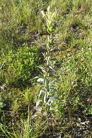 Oenothera deflexa \ Abgebogene Nachtkerze / Leipzig Evening Primrose, D Mannheim 10.8.2011