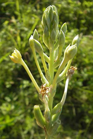 Oenothera deflexa \ Abgebogene Nachtkerze, D Mannheim 10.8.2011