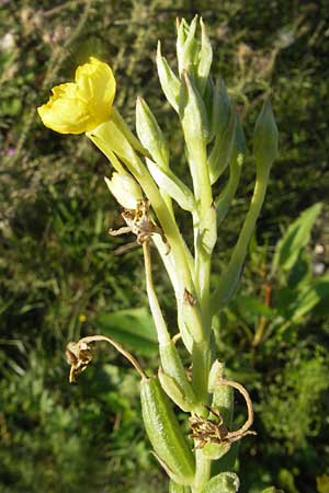 Oenothera deflexa \ Abgebogene Nachtkerze, D Mannheim 10.8.2011