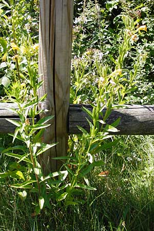 Oenothera drawertii \ Drawerts Nachtkerze / Drawert's Evening Primrose, D Graben-Neudorf 19.7.2014