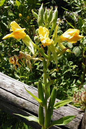 Oenothera drawertii \ Drawerts Nachtkerze / Drawert's Evening Primrose, D Graben-Neudorf 19.7.2014