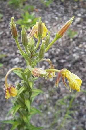 Oenothera fallax \ Tuschende Nachtkerze, D Mannheim 4.7.2011