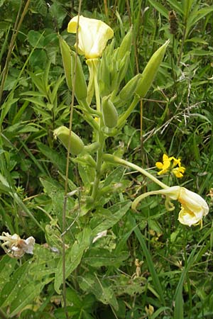 Oenothera oehlkersii \ Oehlkers-Nachtkerze, D Kehl-Goldscheuer 9.7.2011