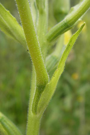 Oenothera oehlkersii \ Oehlkers-Nachtkerze, D Kehl-Goldscheuer 9.7.2011