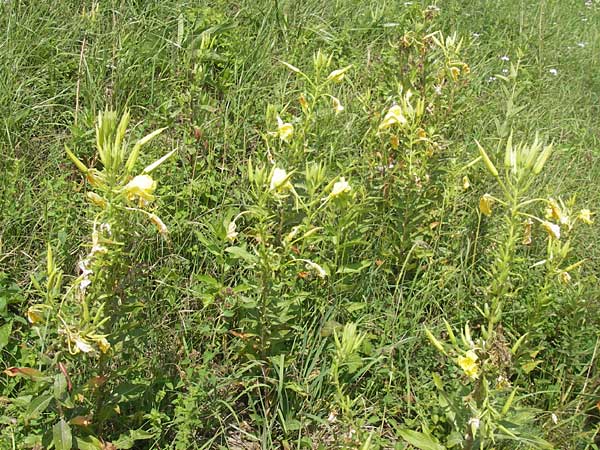 Oenothera oehlkersii \ Oehlkers-Nachtkerze / Oehlkers' Evening Primrose, D Kehl-Goldscheuer 9.7.2011