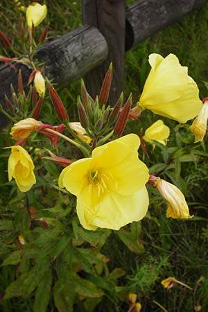 Oenothera glazioviana \ Rotkelchige Nachtkerze, D Graben-Neudorf 28.7.2014