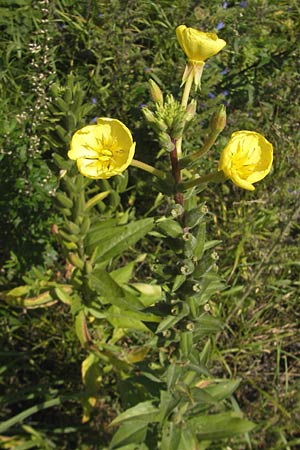 Oenothera rubriaxis \ Rotachsige Nachtkerze, D Jugenheim an der Bergstraße 29.8.2011