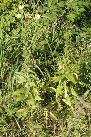 Oenothera rubriaxis \ Rotachsige Nachtkerze, D Jugenheim an der Bergstraße 29.8.2011