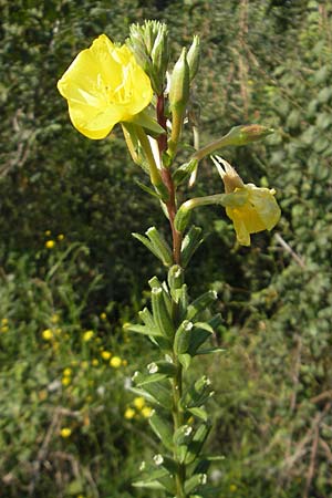 Oenothera rubriaxis \ Rotachsige Nachtkerze, D Jugenheim an der Bergstraße 29.8.2011