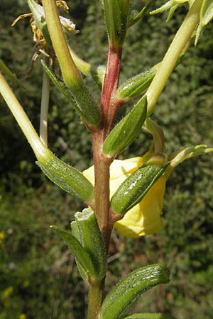 Oenothera rubriaxis \ Rotachsige Nachtkerze, D Jugenheim an der Bergstraße 29.8.2011