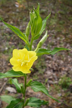 Oenothera scandinavica ? \ Skandinavische Nachtkerze / Scandinavian Evening Primrose, D Hanau 3.8.2014