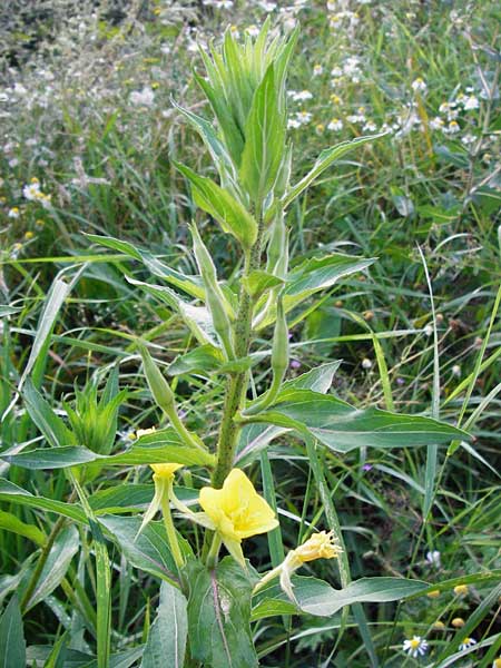 Oenothera scandinavica ? \ Skandinavische Nachtkerze / Scandinavian Evening Primrose, D Hanau 3.8.2014