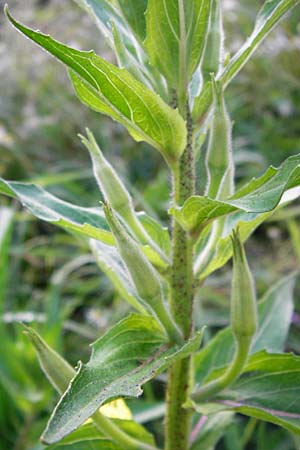 Oenothera scandinavica ? \ Skandinavische Nachtkerze / Scandinavian Evening Primrose, D Hanau 3.8.2014