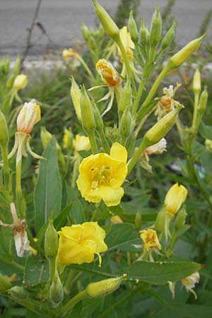 Oenothera deflexa \ Abgebogene Nachtkerze / Leipzig Evening Primrose, D Gondelsheim 12.8.2011