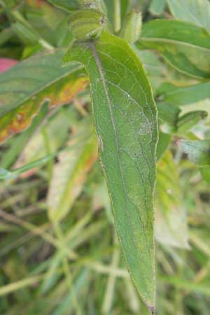 Oenothera deflexa \ Abgebogene Nachtkerze, D Gondelsheim 12.8.2011