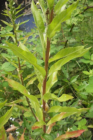 Oenothera oehlkersii \ Oehlkers-Nachtkerze, D Kehl-Goldscheuer 9.7.2011