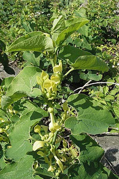 Aristolochia clematitis \ Echte Osterluzei / Birthwort, D Mannheim 18.6.2006