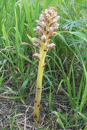 Orobanche lutea \ Gelbe Sommerwurz, D Hemsbach 4.6.2011