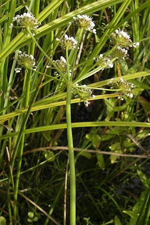 Oenanthe lachenalii \ Wiesen-Wasserfenchel, Lachenals Wasserfenchel / Parsley Water Dropwort, D Kehl 7.9.2011