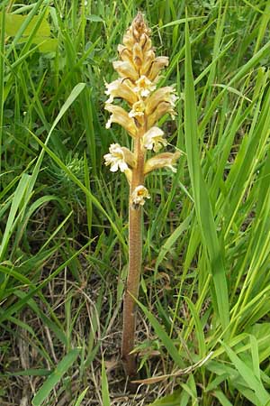 Orobanche lutea \ Gelbe Sommerwurz / Yellow Broomrape, D Hemsbach 11.5.2012