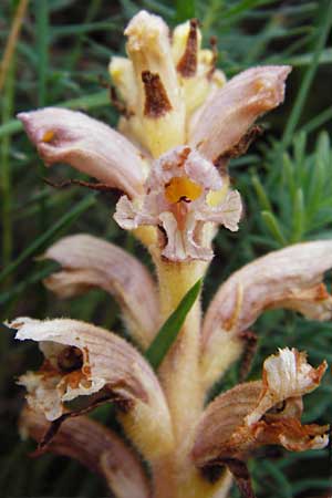 Orobanche alsatica subsp. libanotidis \ Bartlings Sommerwurz, D Fridingen 8.7.2014