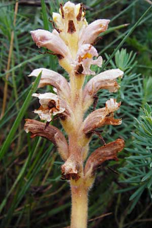 Orobanche alsatica subsp. libanotidis \ Bartlings Sommerwurz, D Fridingen 8.7.2014