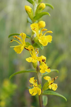 Odontites luteus \ Gelber Zahntrost / Yellow Bartsia, D Bruchsal 12.8.2014