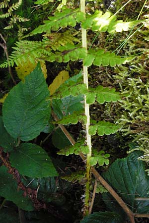 Oreopteris limbosperma \ Berg-Farn, Berg-Lappen-Farn, D Schwarzwald, Hornisgrinde 11.9.2014