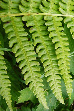 Oreopteris limbosperma \ Berg-Farn, Berg-Lappen-Farn / Sweet Mountain Fern, Lemon-Scented Fern, D Schwarzwald/Black-Forest, Hornisgrinde 11.9.2014