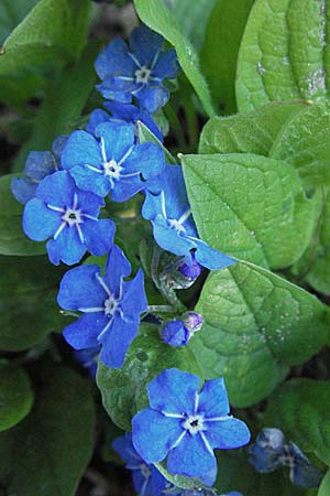 Omphalodes verna \ Frhlings-Nabelnsschen, Gedenkemein / Blue-Eyed Mary, Blue Navelwort, D Weinheim an der Bergstraße 28.3.2007