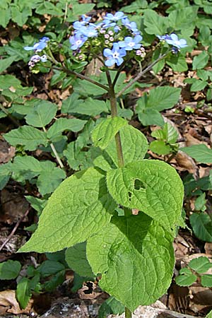 Omphalodes verna \ Frhlings-Nabelnsschen, Gedenkemein, D Heidelberg 27.4.2008