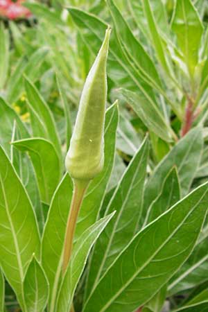 Oenothera macrocarpa \ Missouri-Nachtkerze, D Mainz 3.8.2014