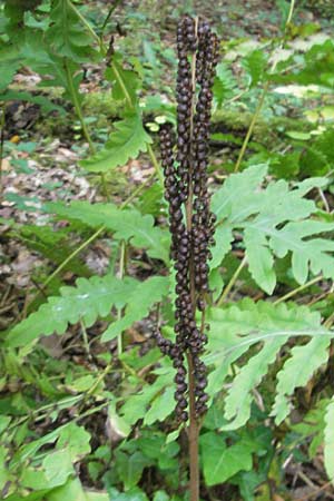 Onoclea sensibilis \ Perl-Farn / Sensible Fern, D Nussloch 7.9.2009