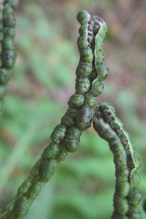 Onoclea sensibilis \ Perl-Farn / Sensible Fern, D Nussloch 8.9.2009