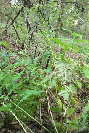 Onoclea sensibilis \ Perl-Farn / Sensible Fern, D Nussloch 8.9.2009