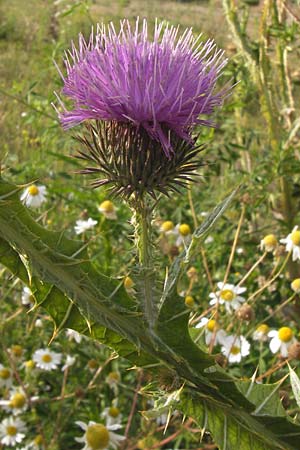 Onopordum acanthium / Cotton Thistle, D Heidelberg 21.7.2012