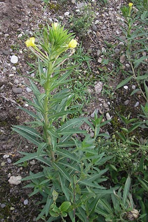 Oenothera oakesiana \ Ksten-Nachtkerze, Sand-Nachtkerze, D Mannheim 22.7.2011