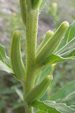 Oenothera oakesiana \ Ksten-Nachtkerze, Sand-Nachtkerze / Sandy Evening Primrose, D Mannheim 22.7.2011