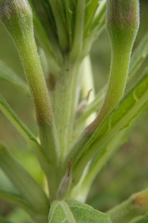 Oenothera oakesiana \ Ksten-Nachtkerze, Sand-Nachtkerze, D Mannheim 22.7.2011