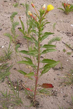 Oenothera oakesiana \ Ksten-Nachtkerze, Sand-Nachtkerze, D Mannheim 24.6.2013